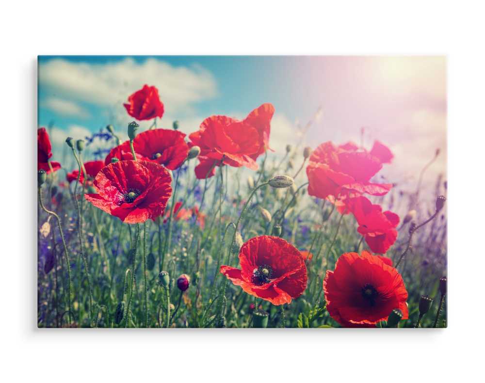 Canvas LEINWAND BILD Natur Mohnblumen Sonne BLUMEN XXL 15691 KUNSTDRUCK ...