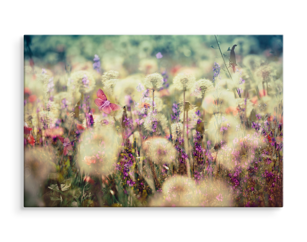 CANVAS Leinwand Bilder XXL Wandbilder Natur Pusteblumen Wiese BLUMEN ...