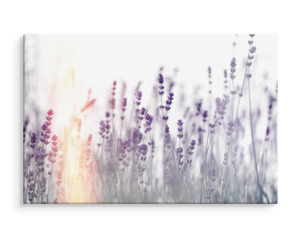CANVAS Leinwand Bilder XXL Wandbilder Natur Lavendel BLUMEN 15832 | eBay