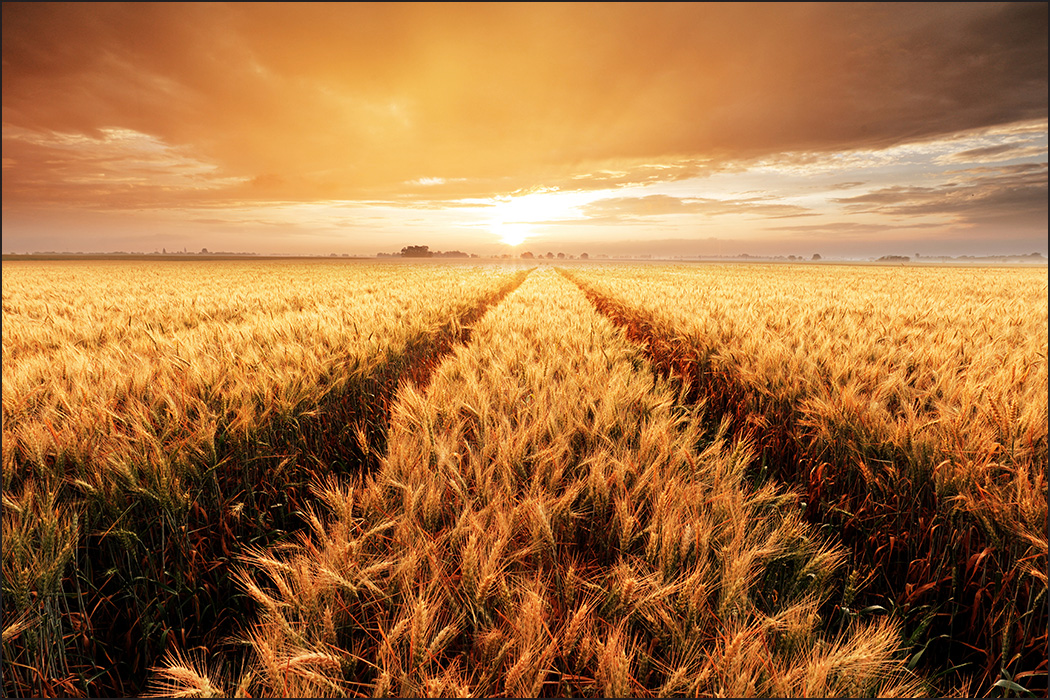 VLIES FOTOTAPETE XXL TAPETE 3D Effekt Sonnenuntergang Weizenfeld 8497